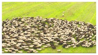 Dog Herding Sheep Aerial View Sheepdog Symphony from Above [upl. by Notrem]