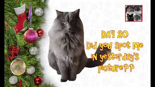 Advent Calendar Day 20  Living with Ragdolls [upl. by Orran]