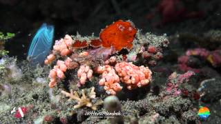 Muck Diving in Lembeh Strait Episode 36 [upl. by Arin472]