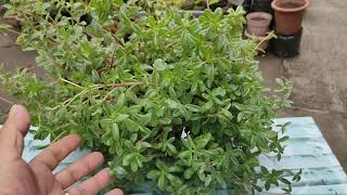 PurslaneKulasiman Portulaca Oleracea Benefits Care and Propagation Tips  English Subtitle [upl. by Charin]