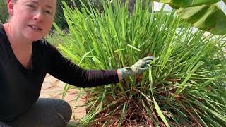 Lemongrass harvest and lemongrass tea recipe [upl. by Arehsat]