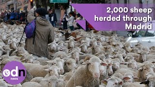 Flocking insane 2000 sheep herded through Madrid [upl. by Lesh]