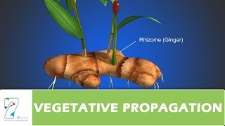 VEGETATIVE PROPAGATION [upl. by Clotilda568]