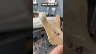 Esto te hace un dentista anatomia medicina curiosidades cuerpo mandibula [upl. by Claudian892]