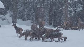 Magisches Naturerlebnis Entspannen mit Rothirschen im Schneegestöber in den bayerischen Bergen [upl. by Nimoynib]