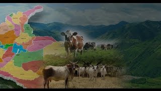 Tipos de Calidad de la Leche Manejada en Colombia  TvAgro por Juan Gonzalo Angel [upl. by Fidelas2]