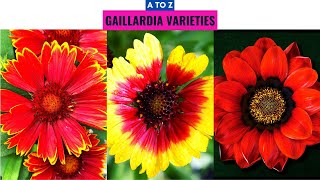 Gaillardia Varieties A to Z [upl. by Selden]