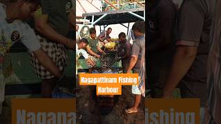 Nagapattinam fishing harbour velankanni nagapattinam fishing harbour food fish [upl. by Brod460]