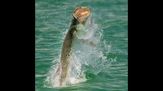 Tarpon Best Fishing Practices [upl. by Oiramal]