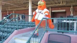 Sherman Chasing a Shorebirds Ticket [upl. by Veats]