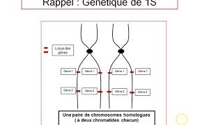 TS Rappel  Les notions de génétique de 1S [upl. by Rinna148]