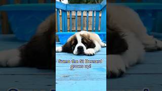 Sumo the St Bernards SHOCKING Growth Spurt Revealed [upl. by Notgnimer]