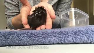 How To Easily treat a pet mouse skin infection [upl. by Calen]