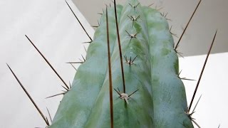 Trichocereus peruvianus  Peruvian Torch  Matucana region Icaros DNA [upl. by Esirrehc]