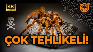 ALTIN TARANTULA İNCELEMESİ Pterinochilus murinus  BİOANSİKLOPEDİ [upl. by Ahseuqram]