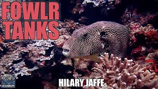 FOWLR Tanks  Fish Only With Live Rock Saltwater Aquariums  Hilary Jaffe [upl. by Nreval187]