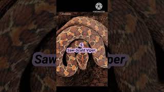 Top 10 Venomous Snake in the World Dangerous Snake  Top 10 Deadly Snake Neurotoxic Snake [upl. by Felizio302]