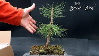 Repotting My Japanese Black Pine The Bonsai Zone Feb 2024 [upl. by Pimbley]