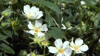 Potentilla tridentata Nuuk [upl. by Egwan]