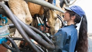 Milking time halved in new rotary milking parlour [upl. by Fidelis]