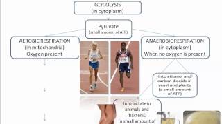 Cellular Respiration Part 1 Intro IB Biology SL [upl. by Dee Dee]