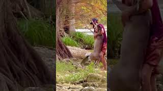 Part 2 ⚡️Man saves drowning deer in san antonio River Texas wildlife gone wild 💥 [upl. by Eus]