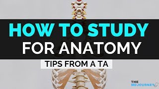 Tips From a TA  How To Study For Anatomy in Med School 2024 [upl. by Assenev]