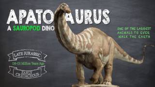 Apatosaurus Facts A Dinosaur Facts video about the enormous Apatosaurus also known as Brontosaurus [upl. by Nealy324]