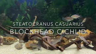 Steatocranus casuarius aka Blockhead Cichlid [upl. by Edualc]