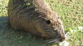 COIPO  Myocastor coypus [upl. by Anneg]