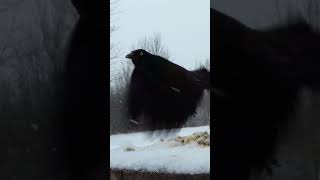 Grackle interrupts everyones lunch in the snow [upl. by Stander]