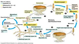 Ascomycota sac fungi [upl. by Ileane]