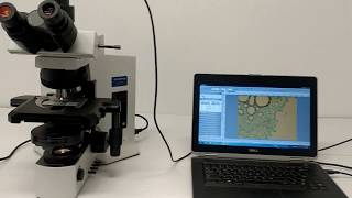 Olympus BX51 Microscope Phase Contrast Darkfield Pred BX53 BOSTONIND  13744 [upl. by Ahsilrae]