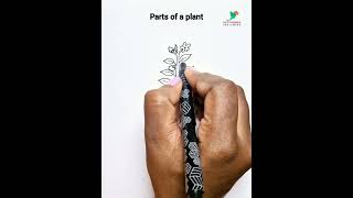 How to draw PARTS OF A PLANT ☘️parts of a plant drawing easyscience student [upl. by Notsirt]