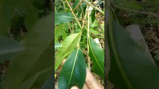 Bahan bonsai BUNUT  ficus virens leaf stek batang fypシ゚viral music bonsai ngebolang [upl. by Junna]