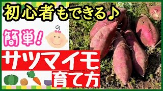 分かる！サツマイモの育て方♪植え付け～収穫までたくさん収穫する最強の育て方【初心者・プランター栽培】 [upl. by Namwob]