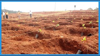 Whole Process Of Growing amp Processing Cashews Will Explain Why Cashew Nuts Are So Expensive [upl. by Aivatnuahs]