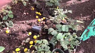 Burdock plant horse chestnut trees growing for the future Hydrotilling [upl. by Ewall]