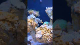 Orange spotted filefish reefaquarium aquarium fishtank reeftank aquariumfish aquariumfun [upl. by Ahsenrad]