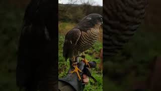 falconry hunting teal with a sparrohawk [upl. by Briana]