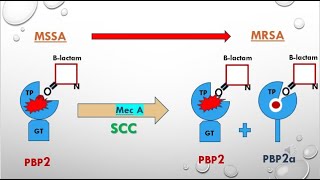 Transformation of MSSA into MRSA in less than 2 minutes [upl. by Anallese]