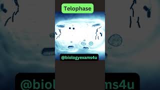 Stages of Mitosis 3D Animationbiologyexams4u [upl. by Llenehc]