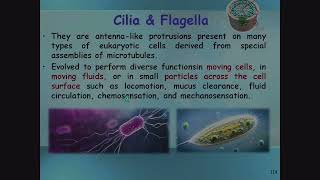 Cilia and Flagella [upl. by Hull]