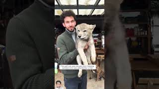 This wolf cub was rescued from freezing outdoors and was adopted by a man [upl. by Aleen]