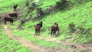 MON BEAU CANTAL 58 Danse avec les veaux [upl. by Sinnek]