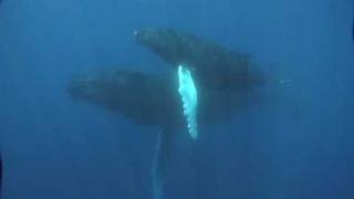 Beautiful whale song Bermuda Part 2 [upl. by Glovsky402]