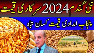 Gundam ka rate aj 2024  wheat rate today 2024  wheat support price 2024  wheat price Punjab 2024 [upl. by Etnauq24]