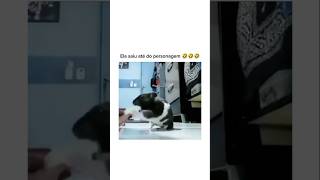 Que isso ratinho😳 animal br brasil shortsvideo cachorro gato humorbrasil animalshorts [upl. by Marcy]