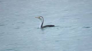 Pied cormorant floating in the ocean and diving Australia [upl. by Arrek227]