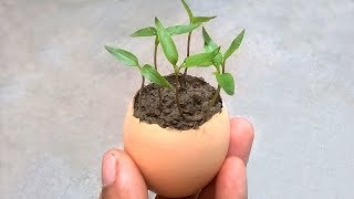 How to grow plants in eggshell  Grow from seeds [upl. by Oriaj]